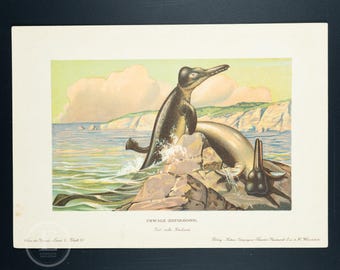 1902 ZEUGLODON, Early Whale from Eocene to Miocene Epochs - Vintage print from Tiere der Urwelt (Creatures of the Primitive World)