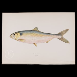 May include: A detailed illustration of a silver-coloured fish with a light pink belly. The fish is swimming to the right. The illustration is on a white background with the text "ALLIS SHAD CCIV" below the fish.