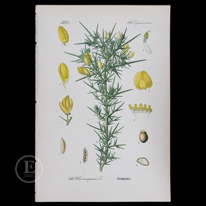 Könnte beinhalten: Botanische Illustration eines Stechginster, mit detaillierten Zeichnungen seiner stacheligen Stängel, gelben Blüten und verschiedener Pflanzenteile. Das Kunstwerk enthält Beschriftungen und wissenschaftliche Annotationen.