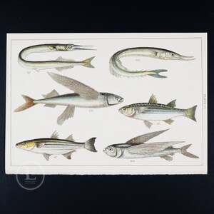May include: A vintage illustration of six different types of fish, including a flying fish, a needlefish, and a mullet. The illustration is in colour and is on a white background. The text "PLATE II" is in the top right corner of the image.