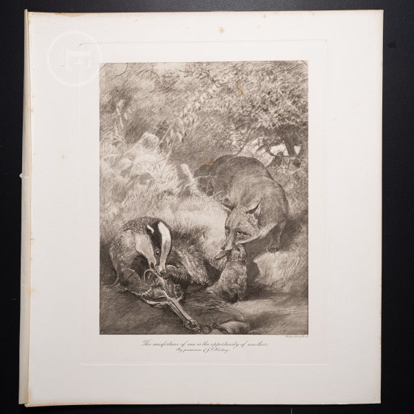 Fox and Badger Catching a Rabbit / Heliogravure etching "The Mammals of Great Britain and Ireland" by J G Millais / Big print 13.5x12 in!