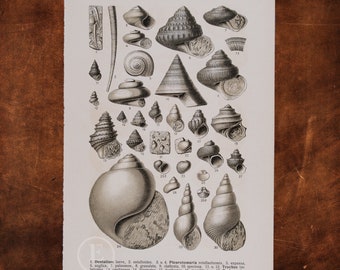 ANCIENT FOSSILS: Marine Gastropods and Bivalves  - Original Lithography of Fossils ca 1910