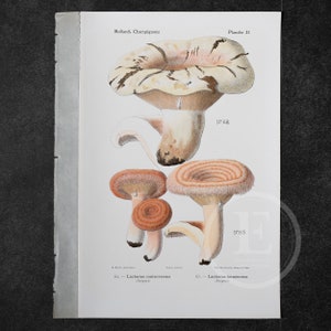 1910 Blushing Milkcap, Woolly Milkcap - Original Vintage Color lithography - Mushroom print - Champignon Print