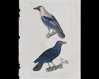 Raven and Crow / Authentic Steel engraving from Oeuvres de Buffon 1829 - Hand colored!