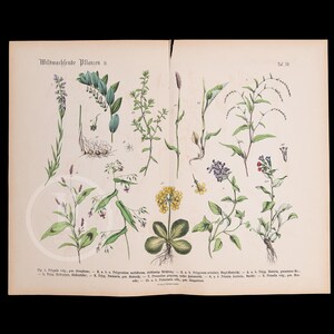 May include: A vintage botanical illustration of wild plants, featuring a variety of flowers, leaves, and stems. The illustration is labelled in German with the title "Wildwachsende Pflanzen II" and the number "Taf. 38".