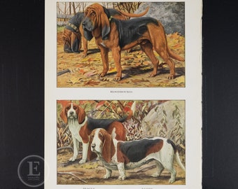 Vintage 1900s Bloodhound Beagle and Basset Dogs by Louis Agassiz