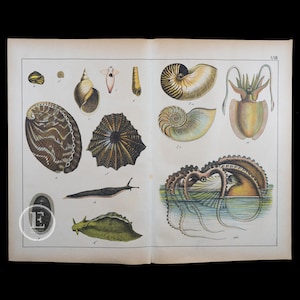 1872  Bulimus, Limpet, Nautilus, Argonauts, Cuttlefish     - Original Lithograph from Natural History of Mammals by Prof. Schubert - Scarce!