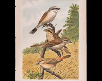 Red-backed and Isabelline Shrikes: Males, Females and Youngs - Big Chromolithographed Antique Ornithology Print Naumann 1897 (11 x 15inches)