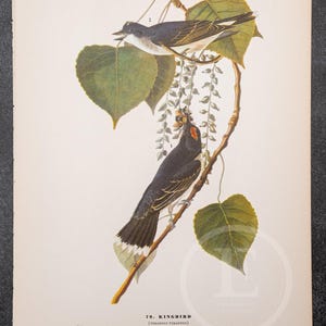 1937 Kingbird and American Pipit  from &quot;John James Audubon Birds of America&quot; -  - Buy 2 prints, get 1 free!