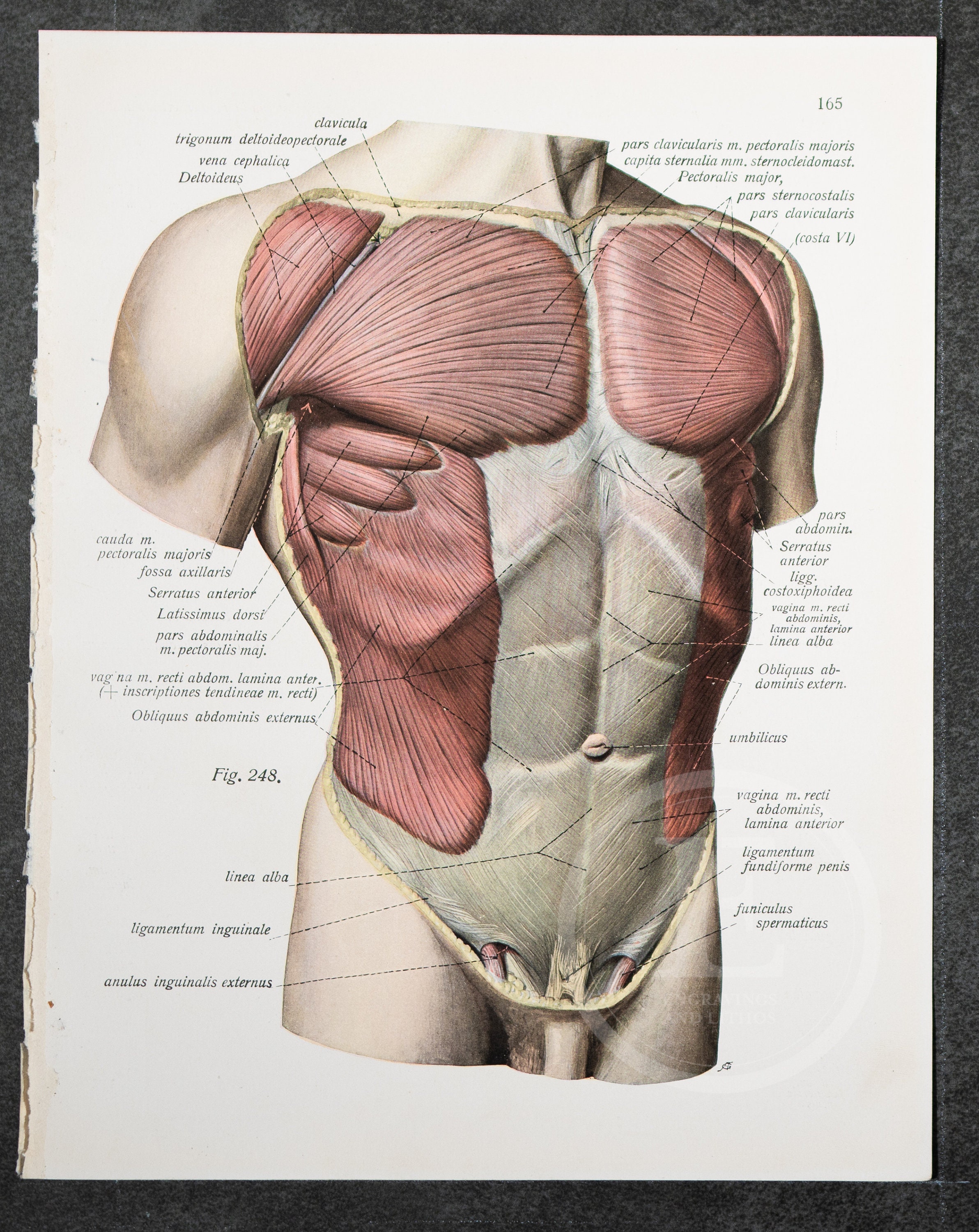 図説　人体局所解剖学 胸部 2 図説 人体局所解剖学 頸部 II／医歯薬出版株式会社