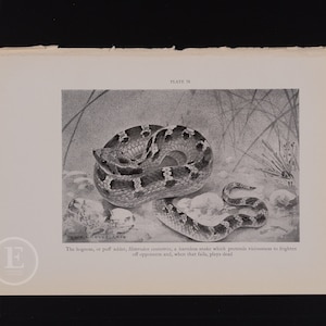 May include: A black and white illustration of a hognose snake, also known as a puff adder, in a coiled position. The snake is a harmless species that pretends to be venomous to scare off predators.
