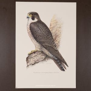 May include: A detailed illustration of a peregrine falcon perched on a branch. The bird features dark gray and white plumage, a yellow beak, and yellow feet. The artwork includes text at the bottom, with the words "ENGRAVINGS & LITHOS 2025 ©".
