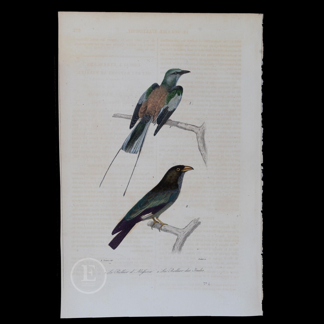 1840 ROLLERS: ABYSSINIAN and INDIAN- Hand-colored Steel Engraving With ...