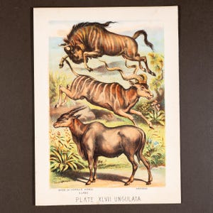 May include: A vintage-style color print titled PLATE XLVII UNGULATA featuring three African antelopes in a natural landscape. The illustration depicts a gnu, a kudu with spiraled horns, and an eland, with text labels identifying each animal species.