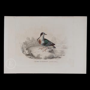 May include: A vintage illustration of a green and gray bird with a black head, perched on a rock. The bird is facing to the right and has its wings folded. The illustration is titled "COLOMBO BIANCHIATO | Columba maculata".