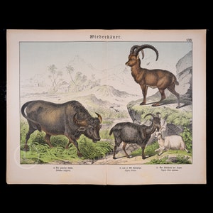1872 Ruminants: Water Buffalo, Alpine Ibex and Goats  - Original very rare lithograph from Natural History of Mammals Prof. Schubert 1872