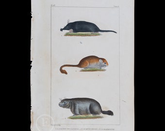 Canadian Mole, Hazel Dormouse and Marmot / Authentic steel engraving from Oeuvres Completes de Buffon 1829 - Hand colored!