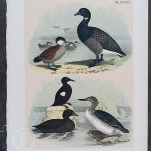 1878 Blue Brant Goose, Ruddy Duck, Scoter Duck, Sea Pigeon, Guillemot - Original Chromolithograph - Big real lithograph 145 years old!