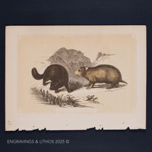 1851 BEAVER and HAMSTER – Antique Lithograph – Original The Natural History of the Sacred Scriptures, and Guide to General Zoology