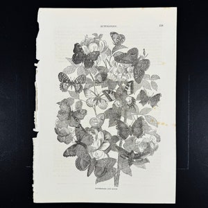 1857 Butterflies and Moths . Original steel engraving from Cassell&#39;s Popular Natural History
