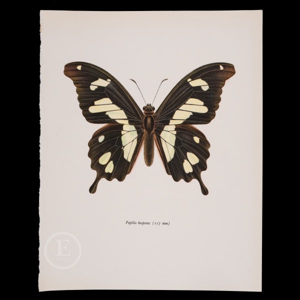 Black and Yellow Swallowtail (117 mm) - Color Offset vintage lithography  of Butterflies from the 60s - Lepidoptera