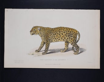 1900年 オリジナル アンティーク ジャガーがバクを狩る大型ネコ科動物