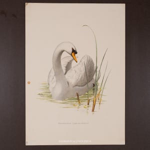 Op de afbeelding: Vintage prent van een zwaan in het water, met riet op de voorgrond. De zwaan heeft witte veren, een gebogen nek en een oranje snavel. Het kunstwerk is gesigneerd en gedateerd, met tekst onderaan.