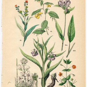 Può includere: Una stampa botanica vintage numerata 17. con illustrazioni dettagliate di varie piante numerate da 95 a 100. La pagina mostra fiori colorati, foglie verdi e radici su uno sfondo color crema con il testo ENGRAVINGS & LITHOS 2023.