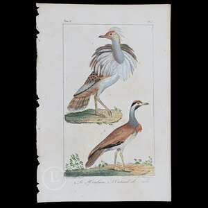 1829年 - フウバラノゲシとコノハゲワシ / ビュフォン作品集の本物の鉄版画 - 手彩色！