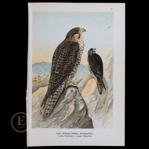 May include: A vintage illustration of two falcons perched on rocks. The larger falcon is brown and gray with a yellow beak. The smaller falcon is brown and gray with a black beak. The illustration is on a white background with a light blue sky.