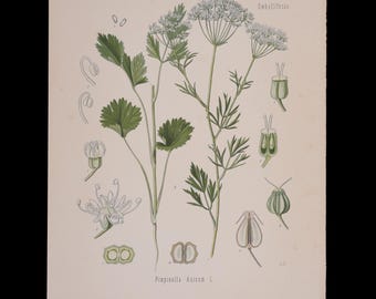 1887年 アニス（Pimpinella Anisum） – コーラーの薬用植物図鑑に掲載されたアンティーク植物画