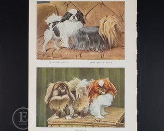 SPANIEL japonés, YORKSHIRE TERRIER y PEKINGÉS de 1919 - Litografía vintage original de El libro de los perros - Decoración de pared para perros