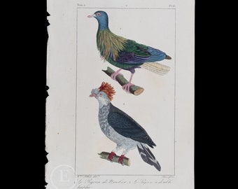 PIGEONS: Nicobar and Double-crested  / Authentic Steel engraving from Oeuvres de Buffon 1829 - Hand colored!