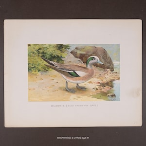 May include: A vintage print of a Baldpate duck, Anas americana, standing on a rocky shore. The duck features a white head with a green patch, brown wings, and a pinkish-tan chest. The print includes the text "BALDPATE [ANAS AMERICANA, GMEL.]".