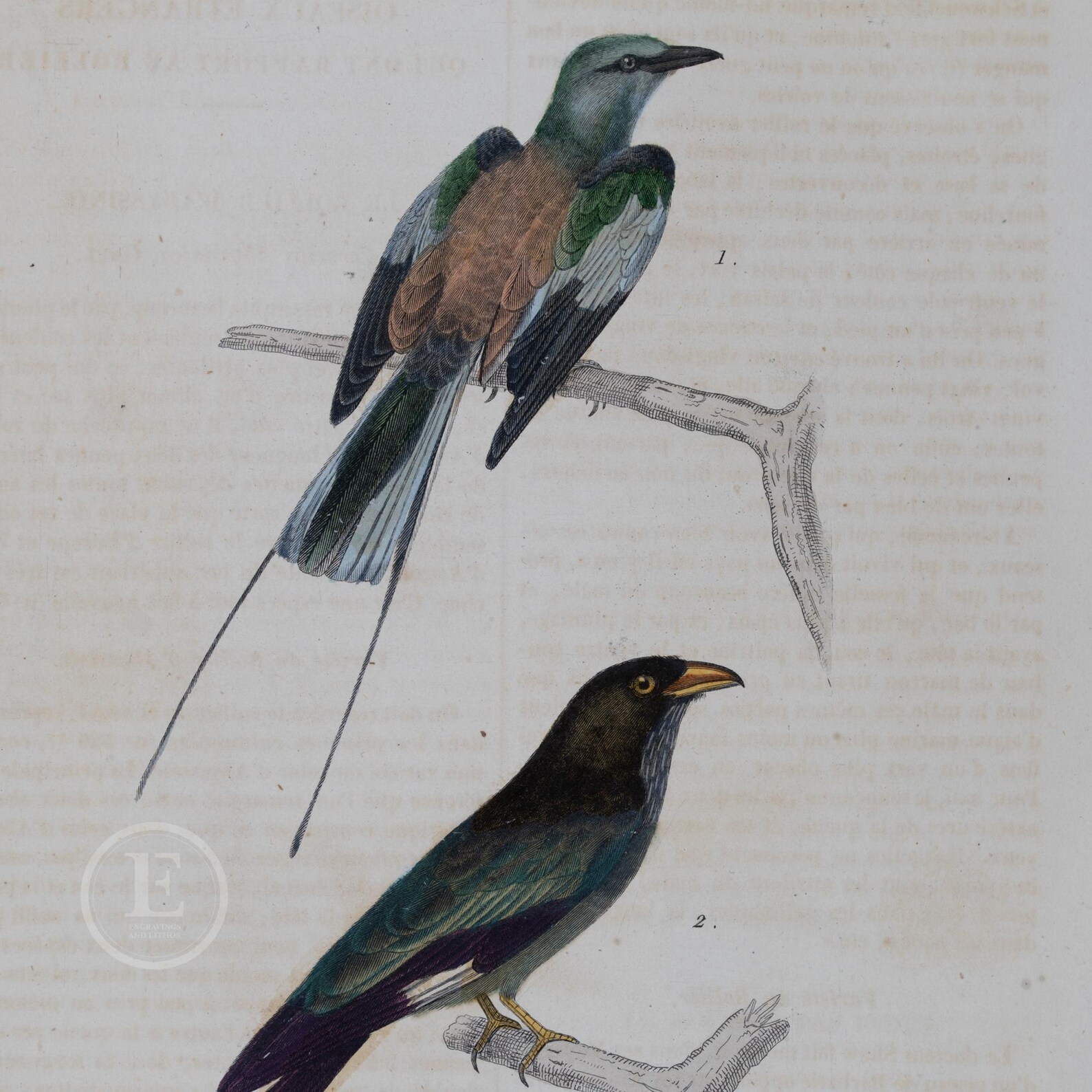 1840 ROLLERS: ABYSSINIAN and INDIAN- Hand-colored Steel Engraving With ...