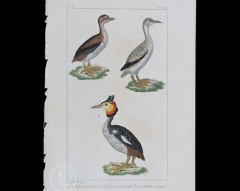1829 -  Chestnut-bellied Bird, Great Northern Diver and Horned Grebe  – Hand-Colored Steel Engraving, Buffon