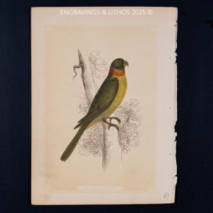 1851 THE PARAKEET – Antique Lithograph – Original The Natural History of the Sacred Scriptures, and Guide to General Zoology