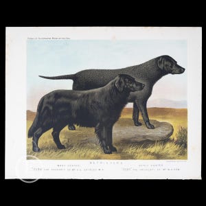 1881 RETRIEVERS: Wavy coated and Curly Coated - Original lithography out of &quot;The Book of the Dog by Vero Shaw&quot; - Scarce!