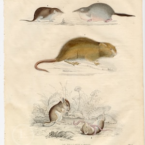 1844 Mice, shrews and moles - Extremely rare, hand-colored from &quot;Book of the World &quot; by Carl Hoffman
