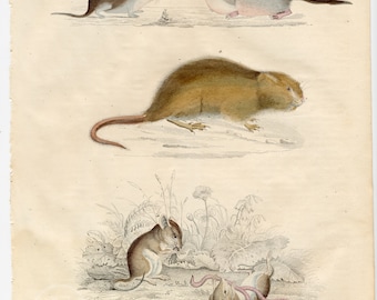 Mice, shrews and moles - Extremely rare, hand-colored from "Book of the World - 1844" by Carl Hoffman