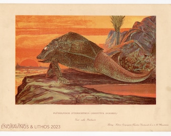 1902 Pterichthys: Flying fish  -Vintage print from Tiere der Urwelt (Creatures of the Primitive World)