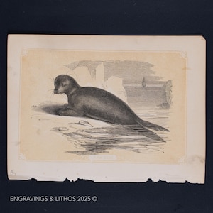1851 THE SEAL – Antique Lithograph – Original The Natural History of the Sacred Scriptures, and Guide to General Zoology
