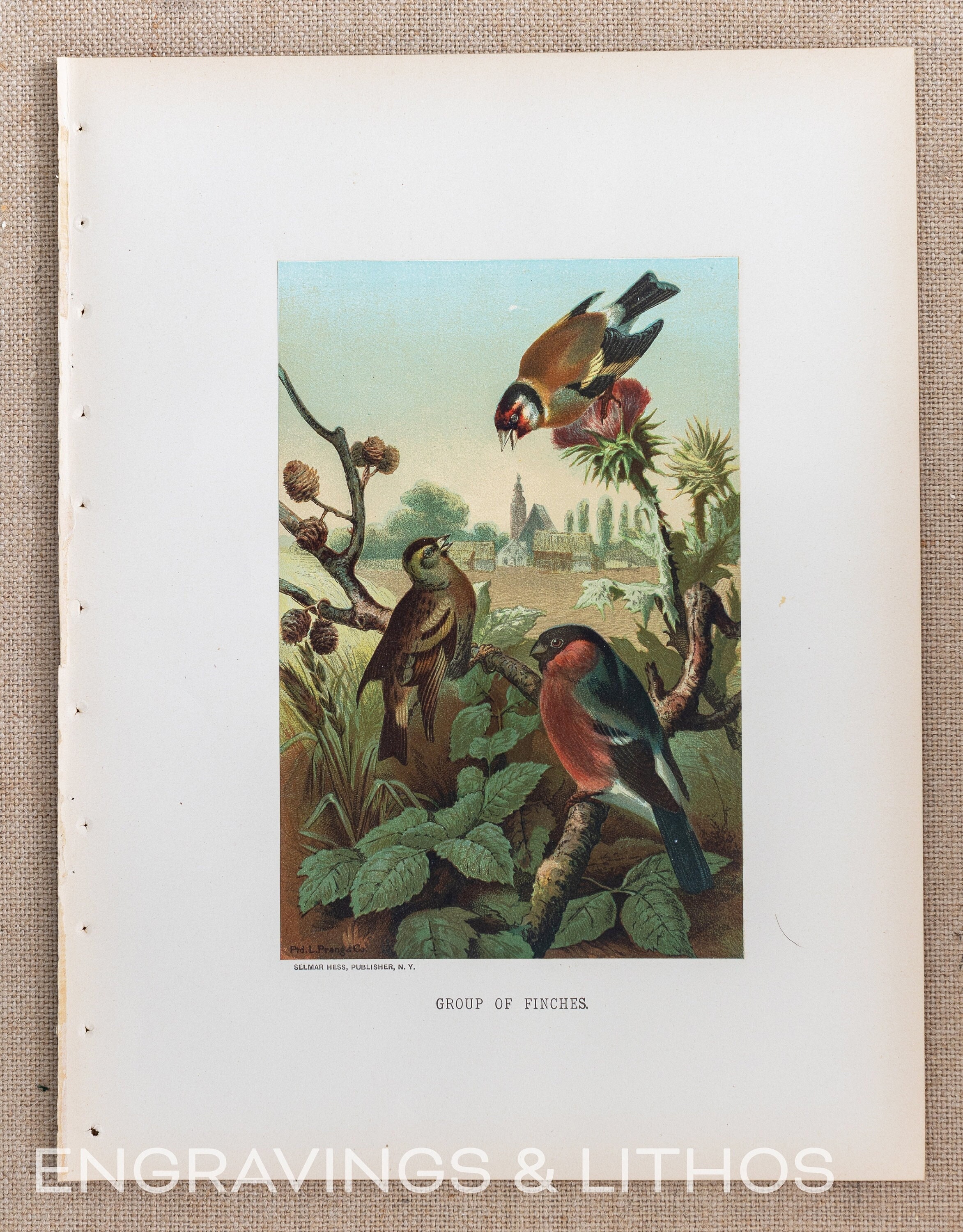 1898 Group of Finches – Original 19th-century Chromolithograph
