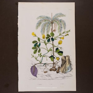 May include: A botanical illustration of a peanut plant, featuring a central stem with yellow flowers, green leaves, and developing peanuts. The artwork includes a palm-like top and a purple leaf. The print is on aged paper.