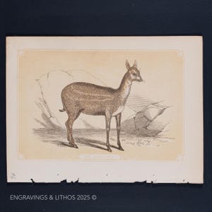1851 THE MEMINNA - Antique Lithograph – Original The Natural History of the Sacred Scriptures, and Guide to General Zoology