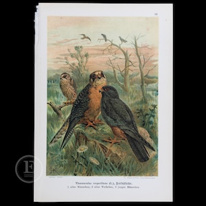 May include: A vintage illustration of three kestrels, one adult male, two adult females, and three young males, perched on a rock in a grassy field. The illustration is in a realistic style with detailed feathers and markings.
