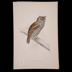 SCOPS-EARED OWL  - British Birds - Original colored engraving 1856, ornithology authentic plate!