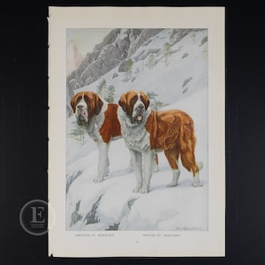 1919  ST. BERNARD DOGS: Smooth and Rough  - Original vintage lithography from The Book of the Dogs - Dog wall decor