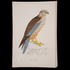 MARSH HARRIER  - British Birds - Original colored engraving 1856, ornithology authentic plate!