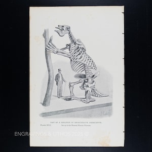 1897 MEGATHERIUM SKELETON DISPLAY (natural history museum) – Extinct Giant Ground Sloth Print by J. Smit